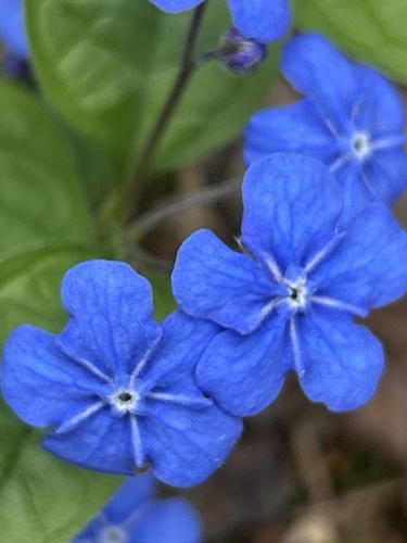 Omphalodes verna, photograph 3