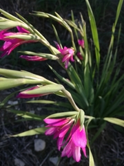 Gladiolus italicus