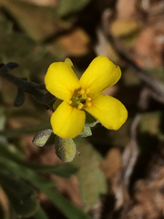 Physaria gordonii