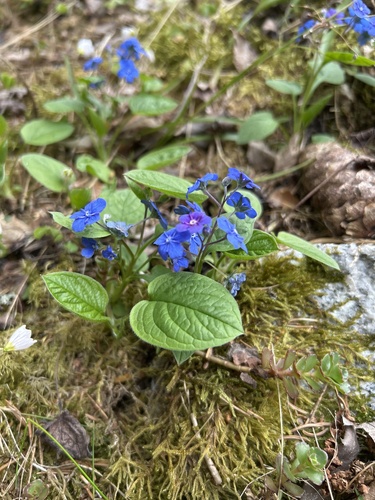 Omphalodes verna, photograph 4