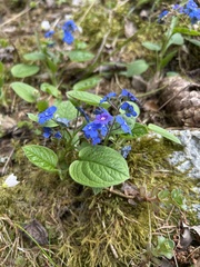 Omphalodes verna, photograph (c) Axel Amendolara, some rights reserved (CC BY)