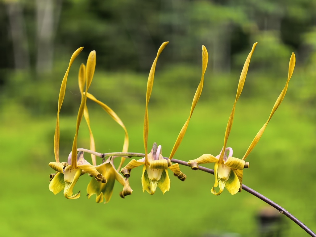 Dendrobium sutiknoi P.O'Byrne