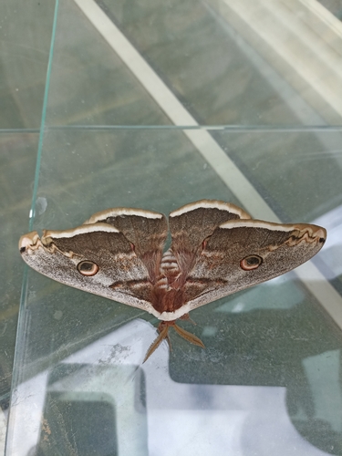 Giant Peacock Moth
