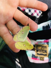Colias poliographus