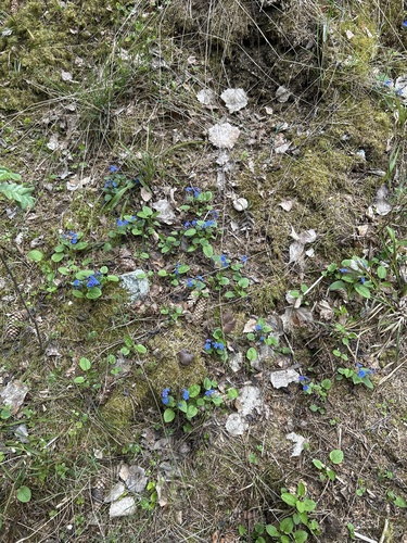 Omphalodes verna, photograph 5