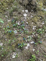 Omphalodes verna, photograph (c) Axel Amendolara, some rights reserved (CC BY)