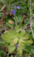 Veronica bellidioides