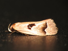 Acanthodela erythrosema