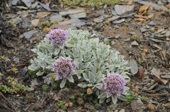 Saussurea gnaphalodes