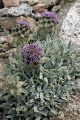 Saussurea gnaphalodes