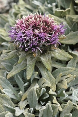 Saussurea gnaphalodes