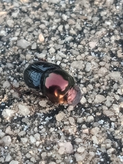 Onthophagus dandalu