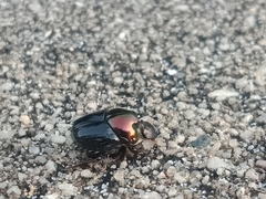 Onthophagus dandalu