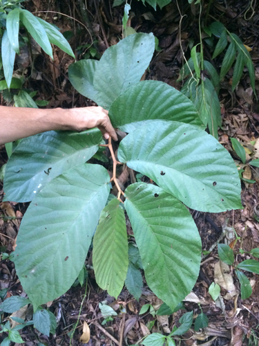 Begonia arborescens, photograph 2