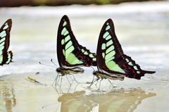Graphium cloanthus