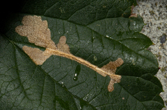 Cosmopterix zieglerella
