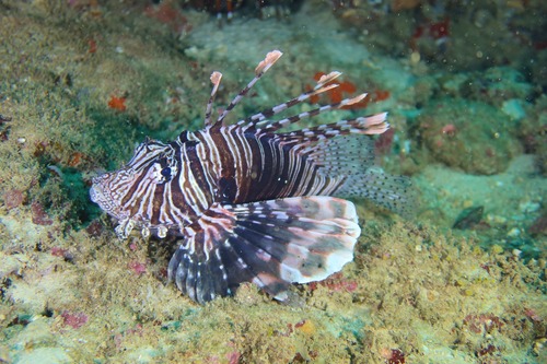 Pterois miles