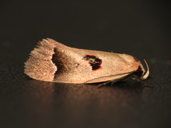 Acanthodela erythrosema
