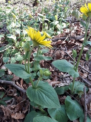 Helianthus mollis