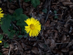 Helianthus mollis