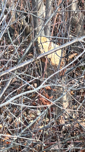 American Beaver