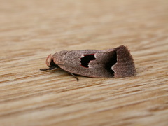 Acanthodela erythrosema