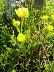 Ranunculus millefolius