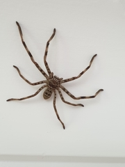 Holconia murrayensis