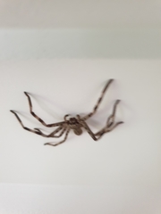 Holconia murrayensis