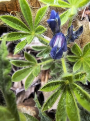 Lupinus gussoneanus, photograph (c) Tracy Gould, some rights reserved (CC BY)