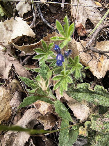 Lupinus gussoneanus, photograph 3