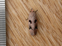 Acanthodela erythrosema