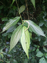 Piper gaudichaudianum