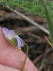 Viola pumila, photograph (c) Марина Садыкова, some rights reserved (CC BY)