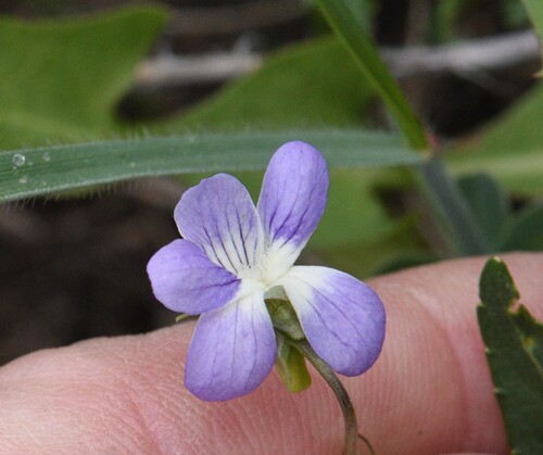 Viola pumila, photograph 5