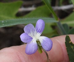 Viola pumila, photograph (c) Марина Садыкова, some rights reserved (CC BY)