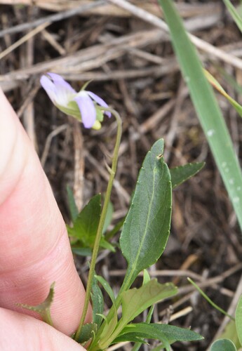 Viola pumila, photograph 6