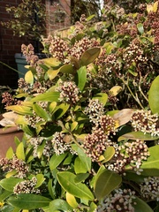 Skimmia
