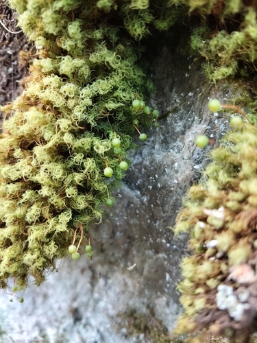 Common Apple-moss