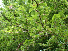 (c) Dr. Guido Bohne, some rights reserved (CC BY-SA) European beech
