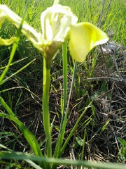 Iris grant-duffii