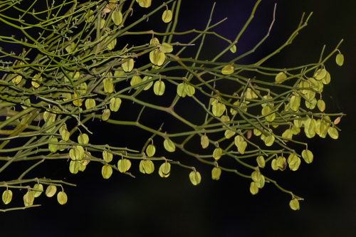 Bulnesia retama, photograph 3