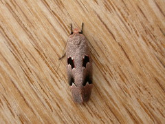 Acanthodela erythrosema