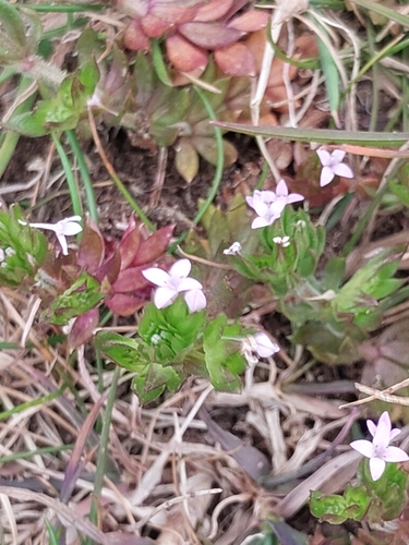 Cynanchica pyrenaica