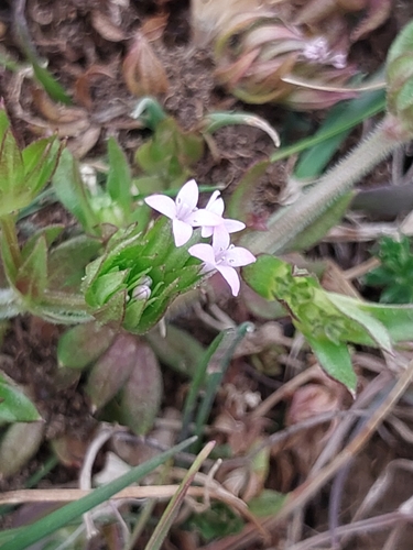 Cynanchica pyrenaica, photograph 1