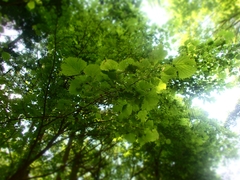 Euptelea polyandra