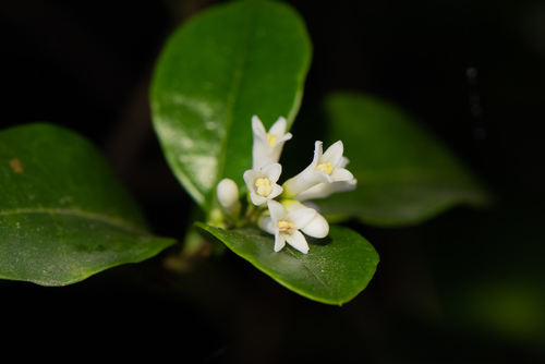 Ligustrum pricei, photograph 4