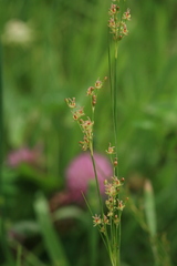 Juncus gracillimus