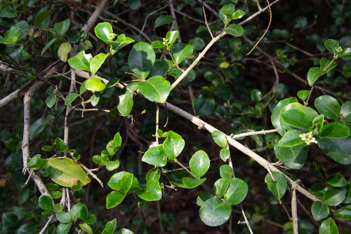 Ligustrum pricei, photograph 5