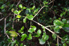 Ligustrum pricei